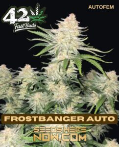 Frostbanger Auto (Autoflower) (space) Fast Buds