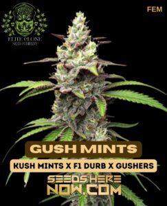 Gush Mints S1 (Feminized) (space) Elite Clone Seed Company