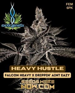 Heavy Hustle (Feminized) (space) Exotic Genetix