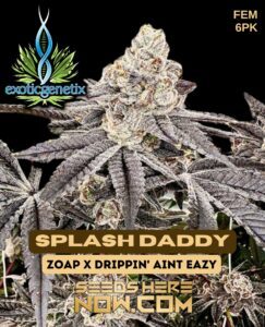 Splash Daddy (Feminized) (space) Exotic Genetix