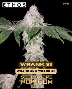 Wrank S1 (Feminized) (space) Ethos Genetics