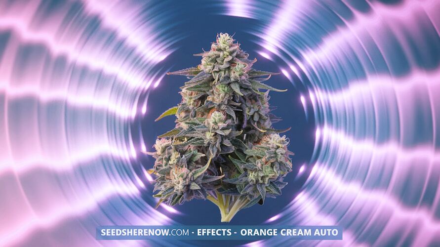 Orange Cream Auto strain effects