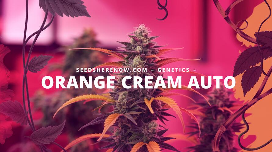 Orange Cream Auto strain genetics