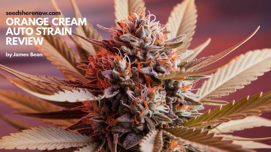 Orange Cream Auto Strain Review And Information – Orange Cream Auto strain review