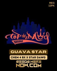 Guava Star (Regular) (space) Top Dawg Seeds
