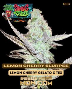 Lemon Cherry Slurpee (Regular) (space) Shindig Seed Co.