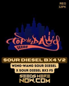 Sour Diesel BX4 V2 (Regular) (space) Top Dawg Seeds