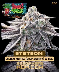 Stetson (Regular) (space) Shindig Seed Co.