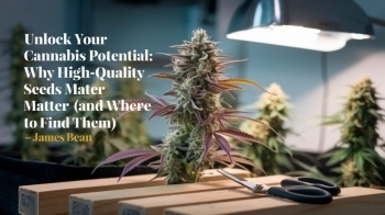 Unlock Your Cannabis Potential: Why High-Quality Seeds Matter (And Where To Find Them)