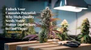 Unlock Your Cannabis Potential: Why High(Space)Quality Seeds Matter (And Where To Find Them) – Unlock Your Cannabis Potential: Why High(space)Quality Seeds Matter (and Where to Find Them)