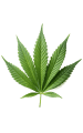 Autoflower Seeds