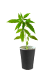 Cannabis Clones