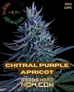 Chitral Purple Apricot (Regular) (space) Indian Landrace Exchange