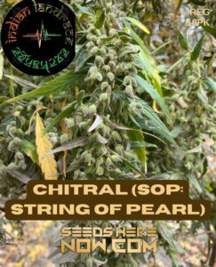 Chitral (SOP: String of Pearl) (Regular) (space) Indian Landrace Exchange