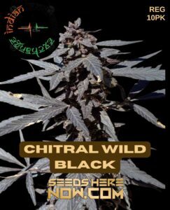 Chitral Wild Black (Regular) (space) Indian Landrace Exchange
