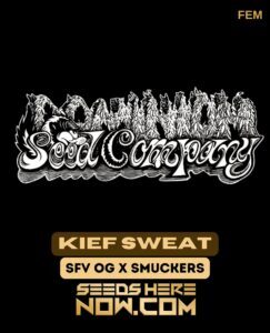 Kief Sweat (Feminized) (space) Dominion Seed Company