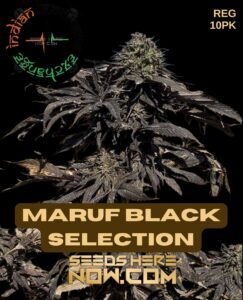 Maruf Black Selection (Regular) (space) Indian Landrace Exchange