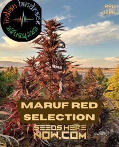 Maruf Red Selection (Regular) (space) Indian Landrace Exchange