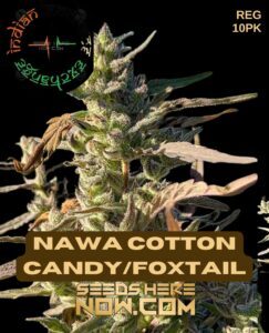 Nawa Cotton Candy/Foxtail (Regular) (space) Indian Landrace Exchange