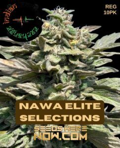 Nawa Elite Selections (Regular) (space) Indian Landrace Exchange