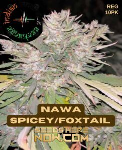 Nawa Spicey/Foxtail (Regular) (space) Indian Landrace Exchange