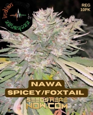 Nawa Spicey/Foxtail (Regular) (space) Indian Landrace Exchange
