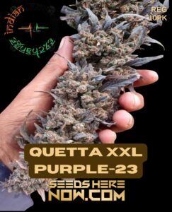 Quetta XXL Purple(space)23 (Regular) (space) Indian Landrace Exchange