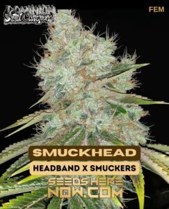 SmuckHead (Feminized) (space) Dominion Seed Company