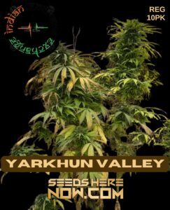 Yarkhun Valley (Regular) (space) Indian Landrace Exchange