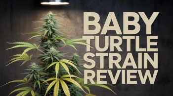 Baby Turtle Strain Review: A Slow Burn of Pure Gas