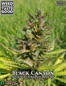 Black Canyon (Regular) (space) Weed Should Taste Good