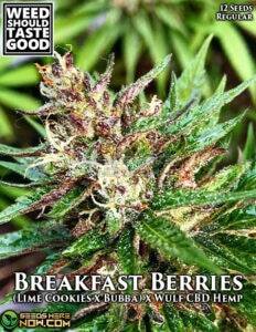 Breakfast Berries (Regular) (space) Weed Should Taste Good