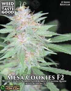 Mesa Cookie F2 (Regular) (space) Weed Should Taste Good