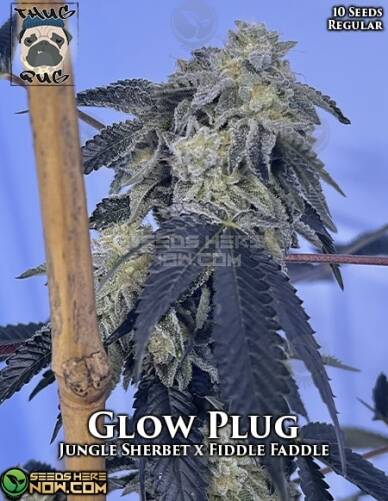 Glow Plug (Regular) (space) Thug Pug Genetics