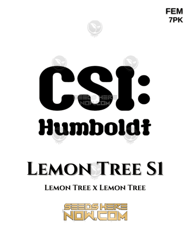 Lemon Tree S1 (Feminized) (space) CSI Humboldt