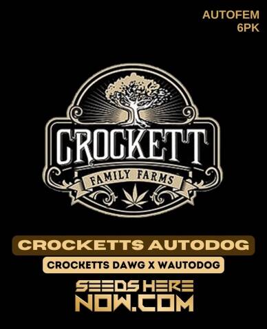Crocketts Autodog (Autoflower) (space) Crockett Family Farms