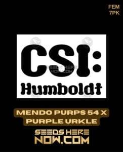 Mendo Purps 54 x Purple Urkle (Feminized) (space) CSI Humboldt