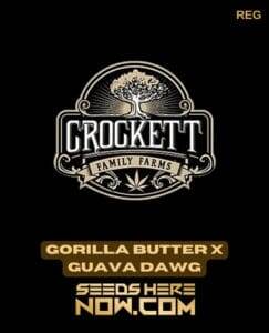 Gorilla Butter x Guava Dawg (Regular) (space) Crockett Family Farms