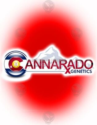Breakfast Margy (regular) - Cannarado Genetics