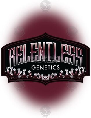 Frosted Cherry Cookies (feminized) - Relentless Genetics
