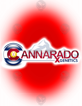 Amnesia Sundae (regular) - Cannarado Genetics
