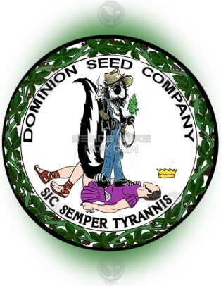 Airborne G13 X Ssgh (regular) - Dominion Seed Company