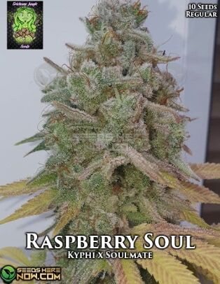 Raspberry Soul (regular) - Trichome Jungle