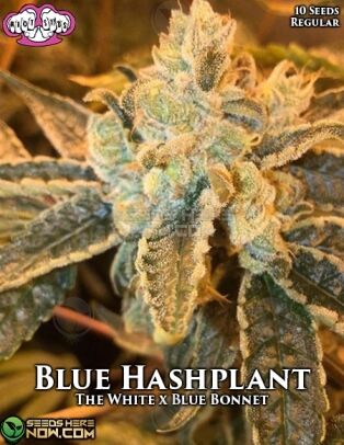 Blue Hashplant (regular) - Riot Seeds