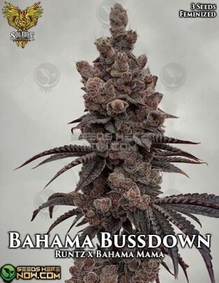Bahama Bussdown (feminized) - Solfire Gardens