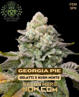 Georgia Pie S1 (feminized) - Elite Clone Seed Company