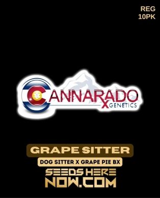 Grape Sitter (regular) - Cannarado Genetics