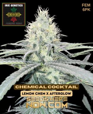 Chemical Cocktail (feminized) - Irie Genetics