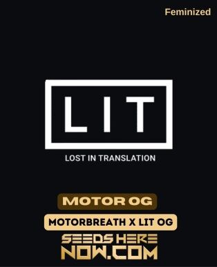 Motor Og (feminized) - Lit Farms