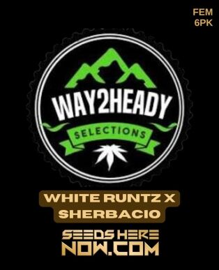 White Runtz X Sherbacio (feminized) - Way2heady Selections